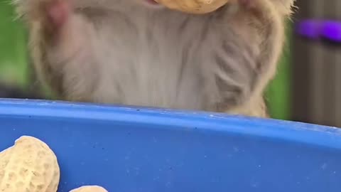 Chipmunks are always stuffing their faces with peanuts