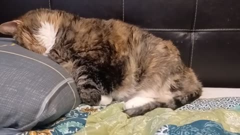 Adorable Cat Sleeping Peacefully with Face Buried in Pillow