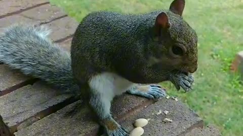 Watch this cute and adorable squirrel