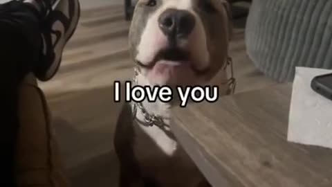 Love All Life Always #79 - Dogs Saying "I Love You!"! So Good!