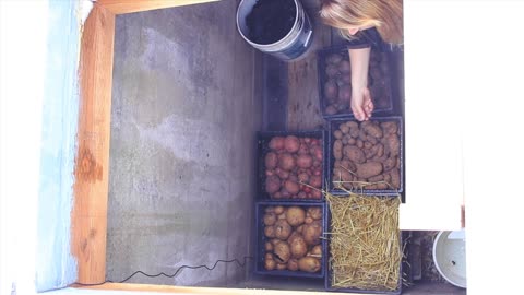 How Are the Potatoes Storing by Mid Winter in Our New Repurposed Root Cellar? Harvested 5 months Ago