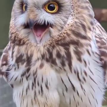 Owls are beautiful birds 😍😊