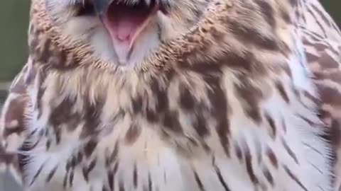 Owls are beautiful birds 😍😊