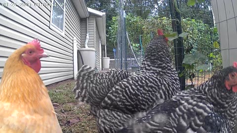 Close Ups and Some Cracked Corn!