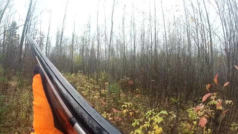 Hunting the Houdini Grouse