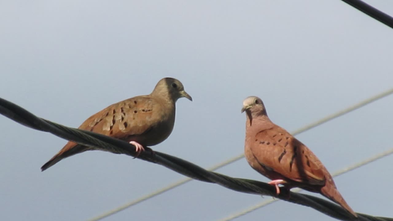 Turtledoves Visit Our Home | A Peaceful Encounter of Nature with Seeds 🕊️🌱