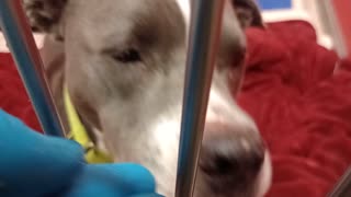 Loki 6y A766620 kennel 52 pod 2 PACC shelter 1st time we met, kinda unsure but all's good20251109306