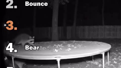 Ranking Best Animals On Trampoline Moments