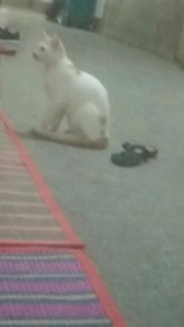 Cute cat is funny Searching