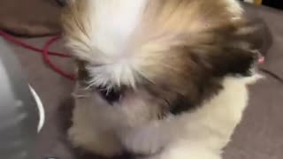 🤩🐉 You Won't Believe This Dragon Lookalike! | FunFM
