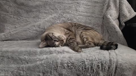 From Loaf to Belly-Up: Adorable Stretch, Then Belly & Paws Peek!