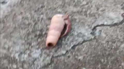 I'm a little crabby today