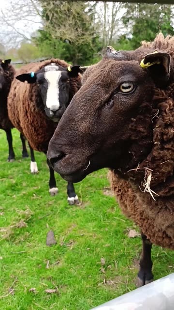 Heartwarming: Friendly Sheep Enjoying the Magical Winter Snow! 🐑❄️