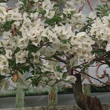 Bougainvillea 4