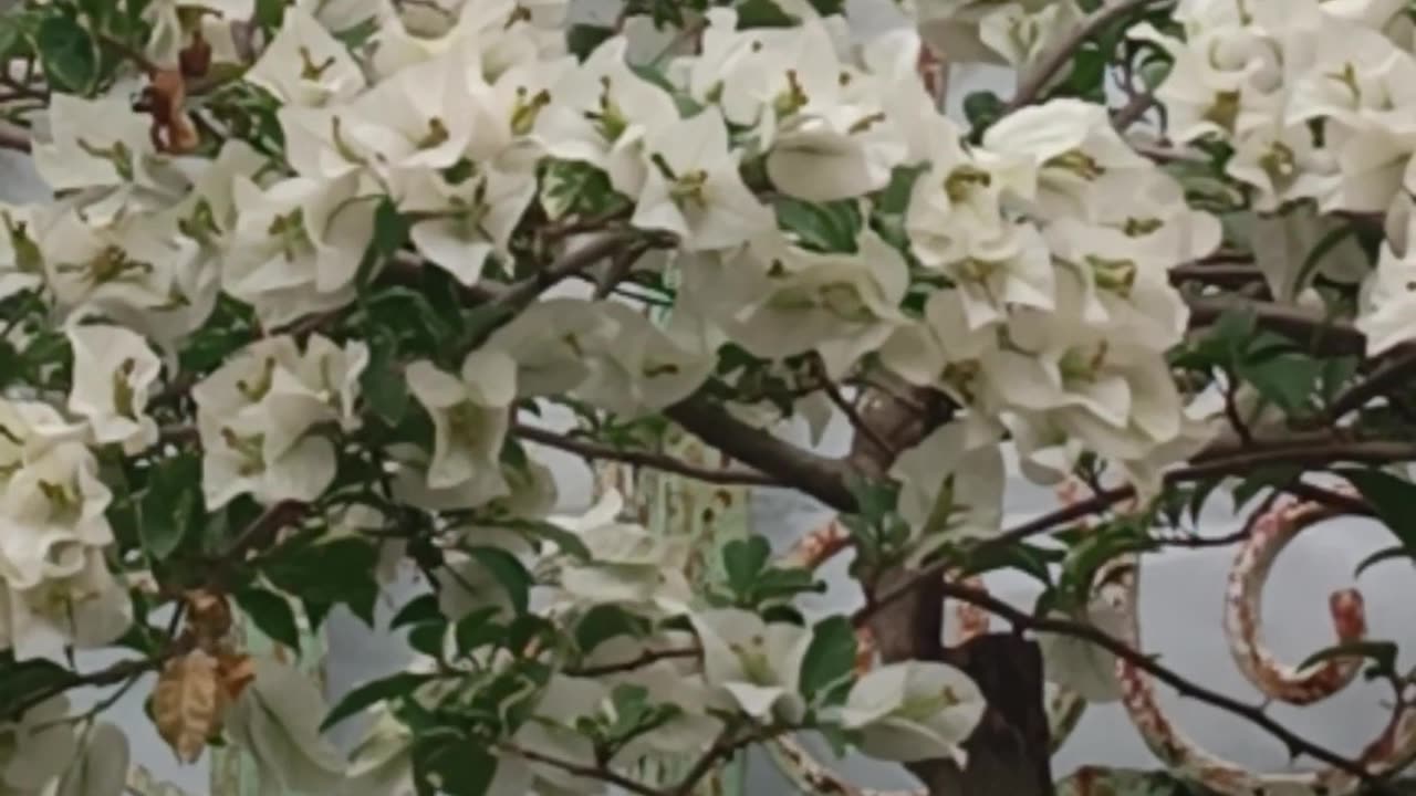 Bougainvillea 4