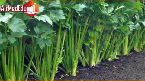 35 Beneficios de las Hojas de Apio
