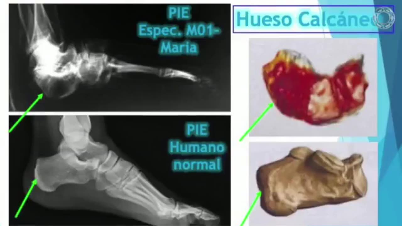👁️🌌 Dr. Zalce's Eye-Opening Presentation on Tridactyls! | TheTruthAbove