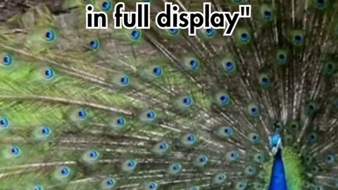 Metallic Peacock