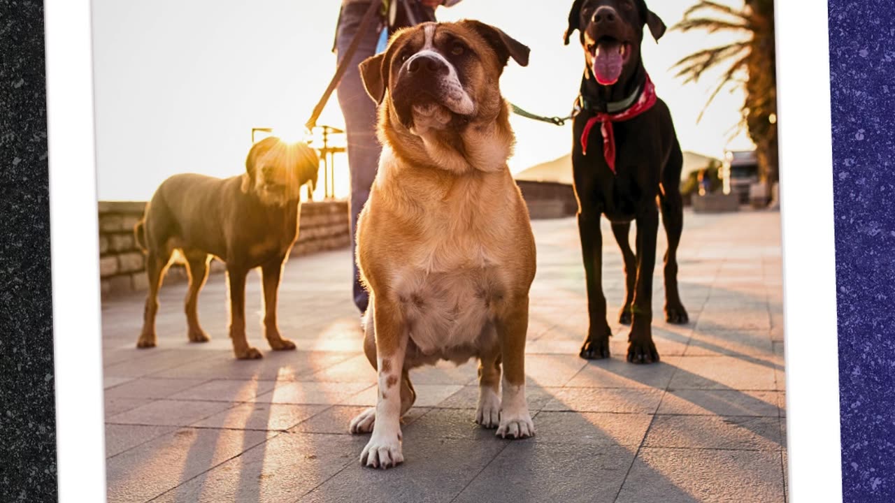 Dog Walker Passeador cães