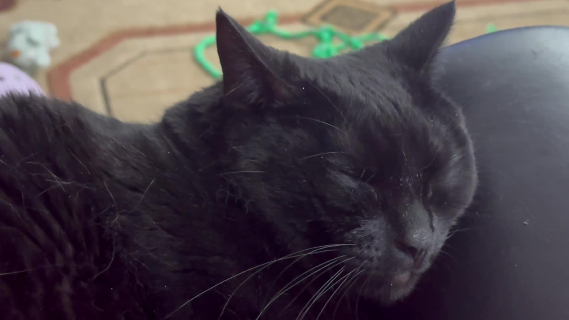 Cute Precious Piper is a Classic Sleeping Lap Cat - My Adopted Shelter Cat Vlog