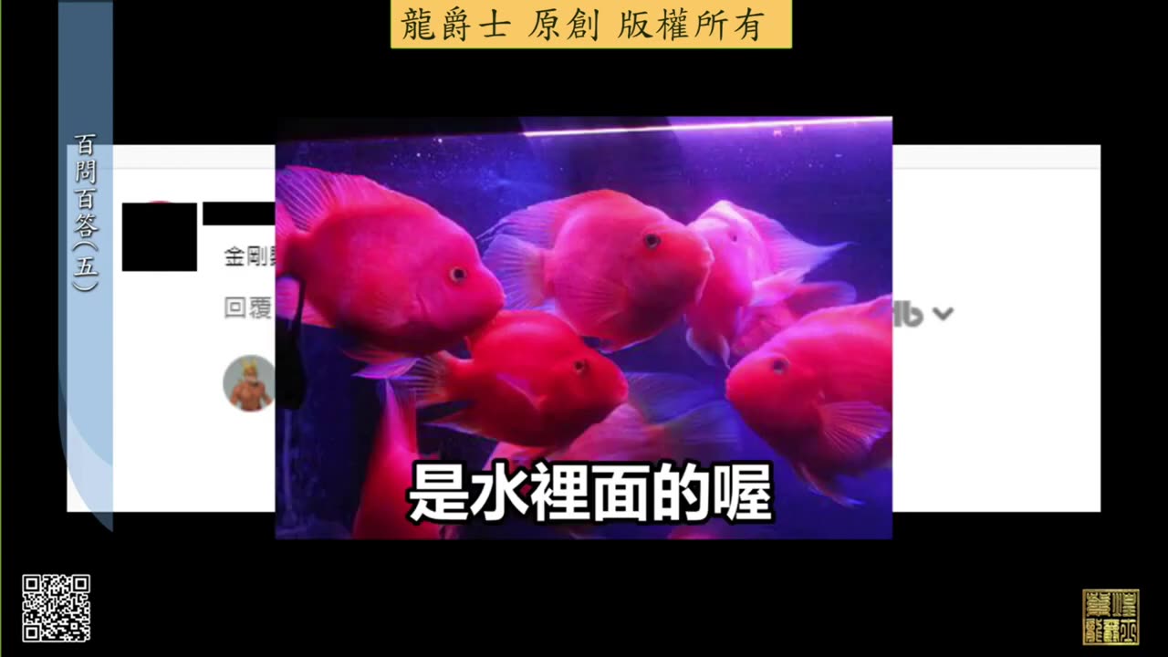 【龍爵士】千問千答 Q31 金剛鸚鵡可以跟紅龍混養嗎