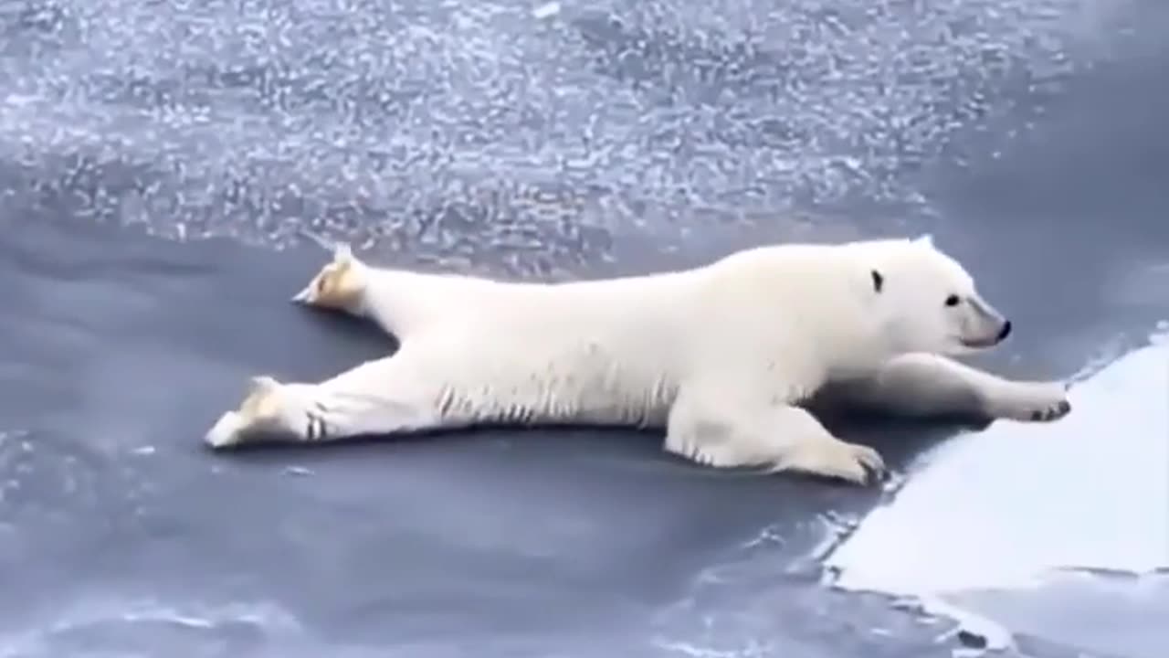 🐻🤯 Polar Bear with Incredible Skills! | FunFM