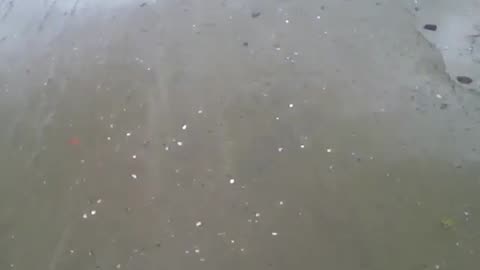 Walking and filming the beach sand, there are shellfish [Nature & Animals]
