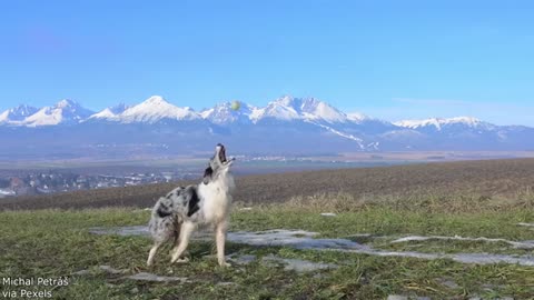 Your Daily Dose of Pets - He Was Born To Be A Villain
