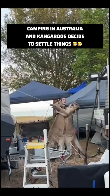 Kangaroos fighting in Australia while I’m camping