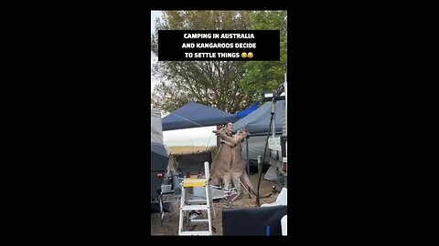 Kangaroos fighting in Australia while I’m camping