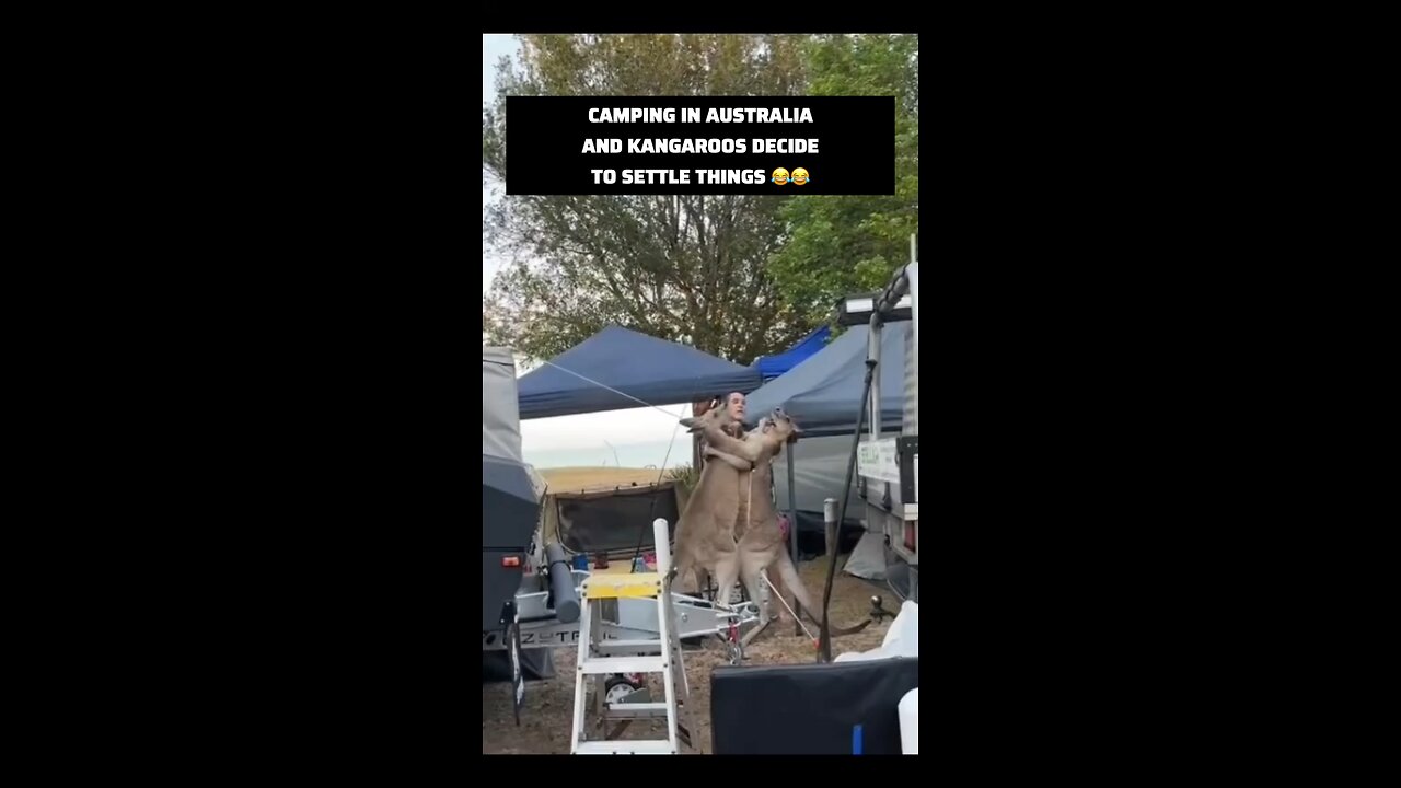 Kangaroos fighting in Australia while I’m camping