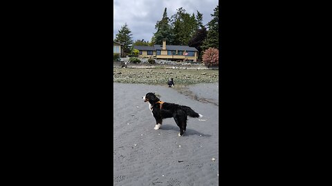 Benson the Bernese mountain dog giving his brother from another mother a big hug!