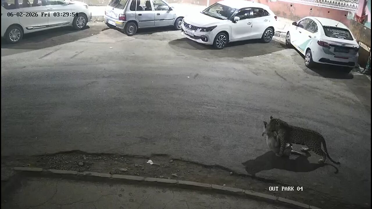 ಚಿರತೆ ದಾಳಿ #Leopard #LeopardPrint #LeopardGecko #Wildlife / #WildlifePhotography