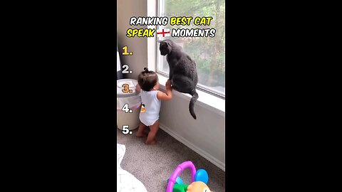 funny cats ranking🤣