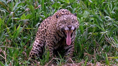 Sleepy jaguar yawns and after his afternoon nap in the Pantanal