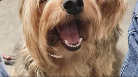 Batman's got a brand new toy #yorkie #funnydogs