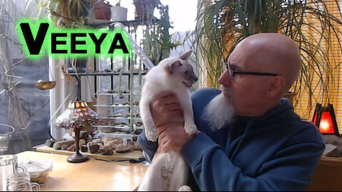 This Is Veeya, Our Lilac Modern Lynx Balinese Kittens (Cats)