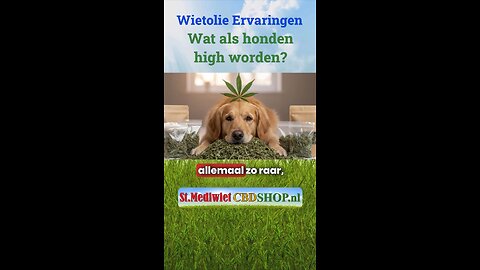 Wat als honden high worden?