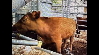 Post Red Heifer Tahara