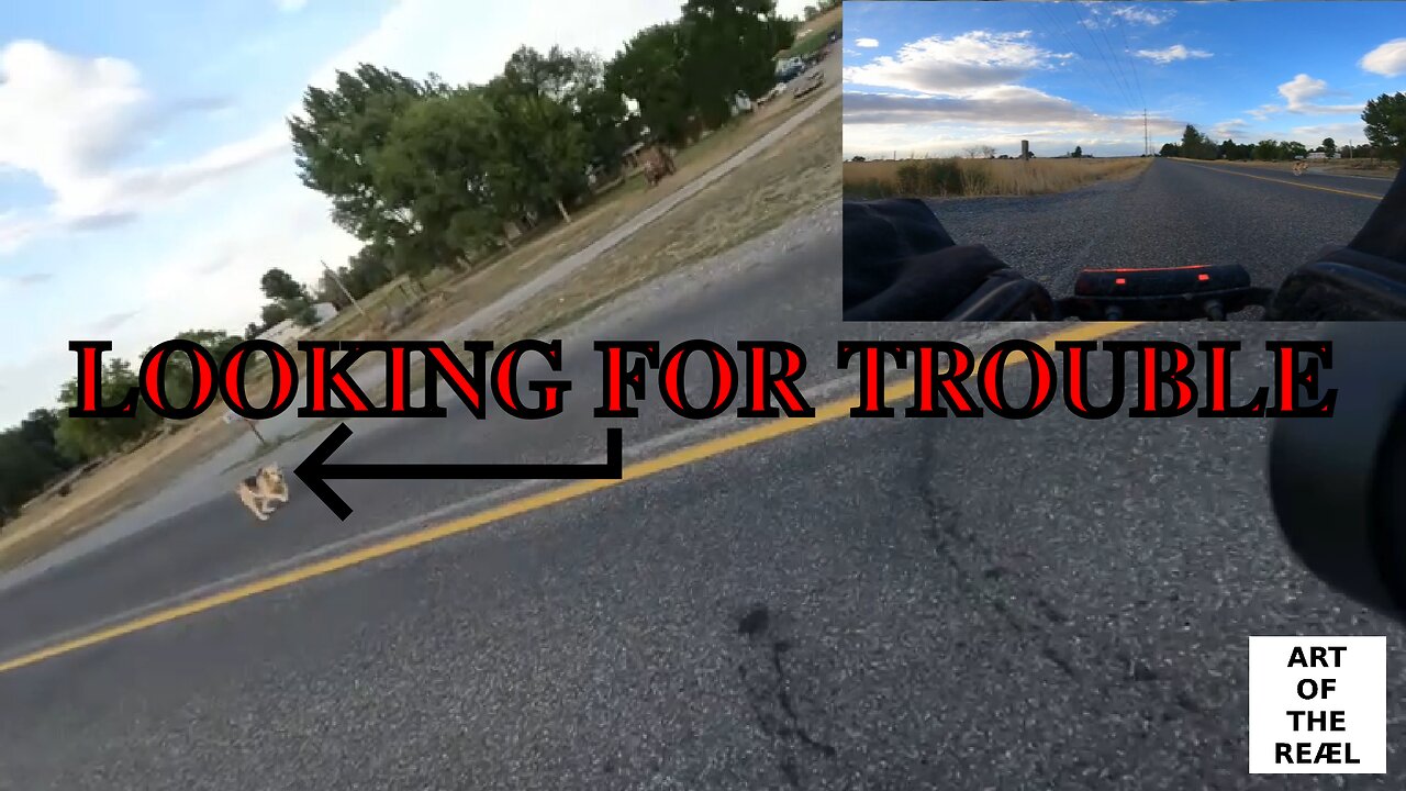 PERFECT example of GET OFF YOUR BIKE to stop a dog attack