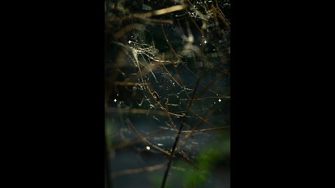 Hadees e nabvi (saw) #islam #viralvideos #islamicreminders #prophetmuhammadsaw #hadeesenabvi