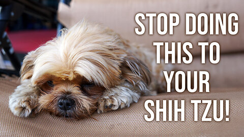 Top 5 Things to Stop Doing to Your Shih Tzu NOW