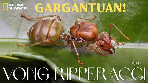 Vong Ripperacci - Gargantuan!