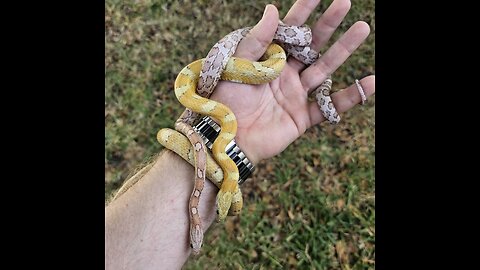 2025 DGB Exotics Corn Snake Pairing 2!