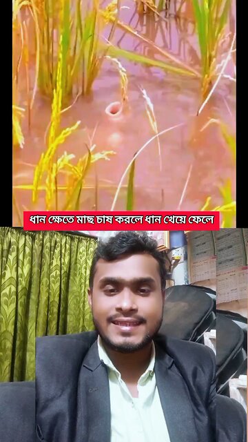 ধান ক্ষেতে মাছ চাষ করলে ধান খেয়ে ফেলে #viral #video #funny #amazing #fish