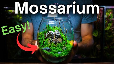 Build Your Dream Terrarium: Easy DIY Guide 🌿🦎 Terrarium Building Tips #terrarium #diy
