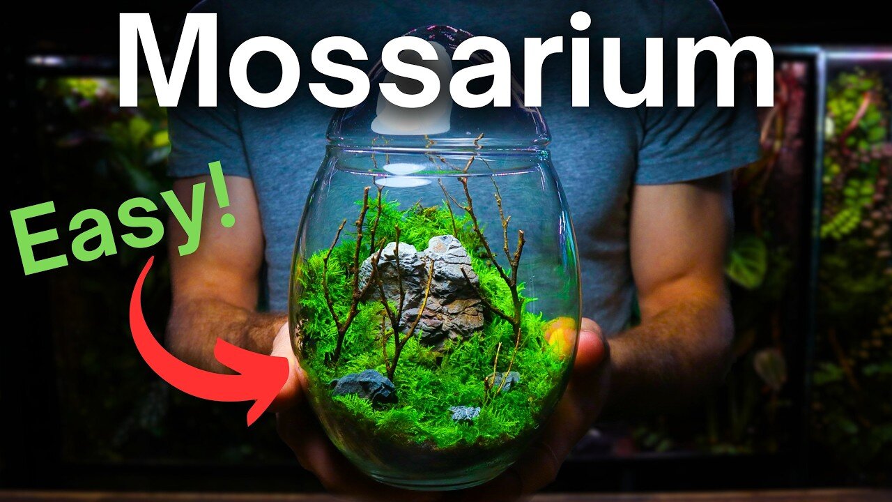 Build Your Dream Terrarium: Easy DIY Guide 🌿🦎 Terrarium Building Tips #terrarium #diy