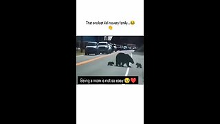 Love All Life Always #346 - Being A Momma Is Hard Work, Regardless Of The Species. Poor Momma Bear!