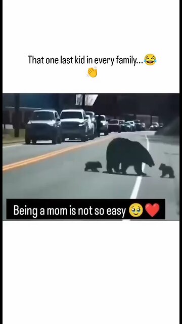 Love All Life Always #346 - Being A Momma Is Hard Work, Regardless Of The Species. Poor Momma Bear!