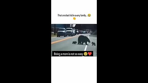 Love All Life Always #346 - Being A Momma Is Hard Work, Regardless Of The Species. Poor Momma Bear!
